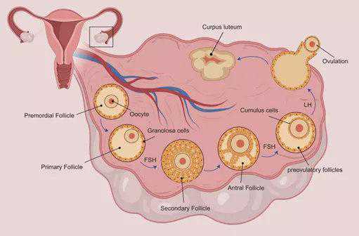 新综述：间充质干细胞移植是治疗卵巢早衰的有效方法