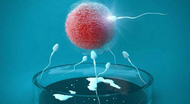 广州可靠的代孕机构|铁岭试管婴儿取卵后第一天告知可疑受精怎么办？
